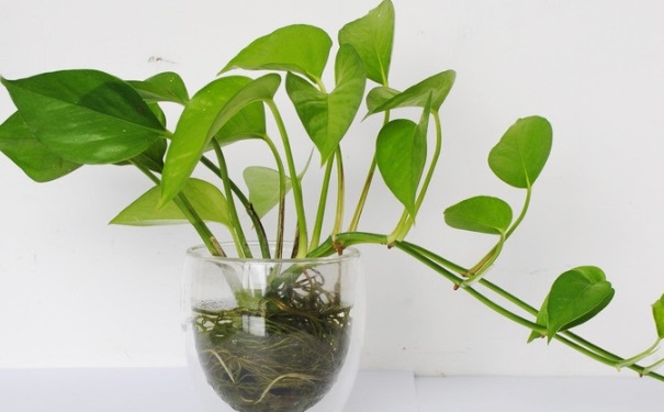 吸甲醛的植物有哪些？甲醛有什么檢測方法？(1)