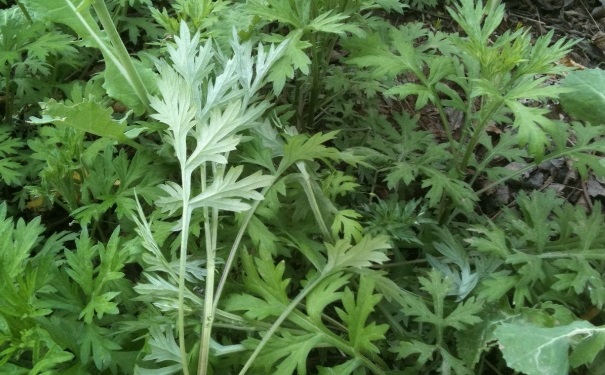 驅(qū)蚊草可以驅(qū)蚊嗎？驅(qū)蚊草真的能驅(qū)蚊嗎？(1)
