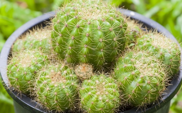 什么植物防輻射最好？防輻射植物有哪些呢？(1)