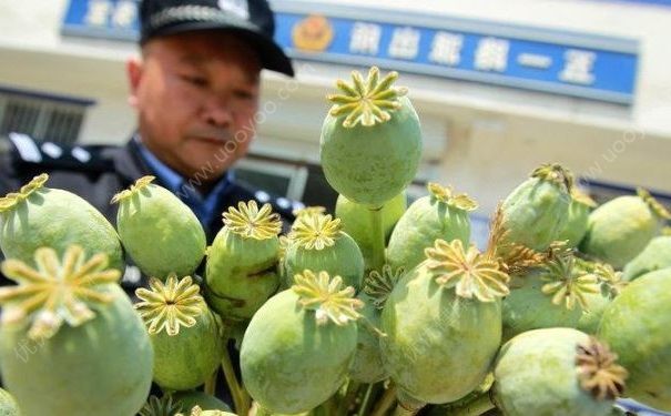大媽為了燉肉種390株罌粟，種罌粟違法嗎？(3)
