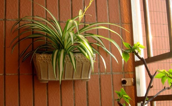 哪些植物可以美化家里的環(huán)境？室內(nèi)放什么植物好？(1)