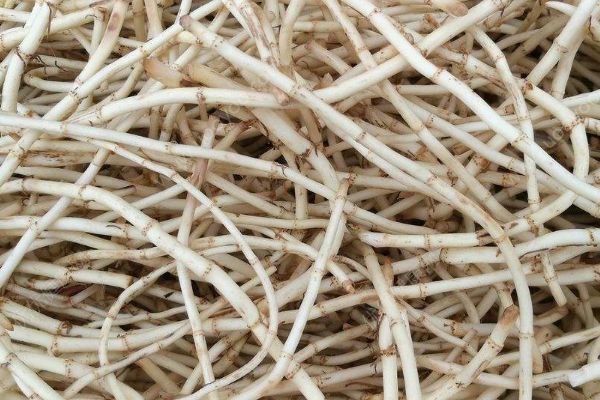 魚(yú)腥草到底是什么？魚(yú)腥草能不能吃？(4)