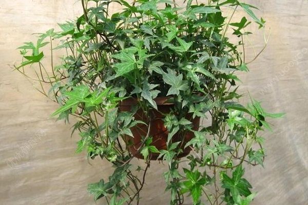 女子裝修新房半年沒住，一開門里面住了4個(gè)人(4)