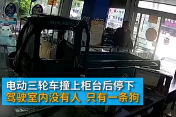 電動三輪車突然沖進手機店，“肇事者”卻是條狗(1)