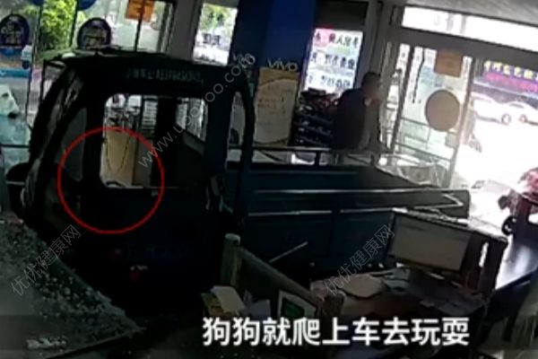 電動三輪車突然沖進手機店，“肇事者”卻是條狗(3)