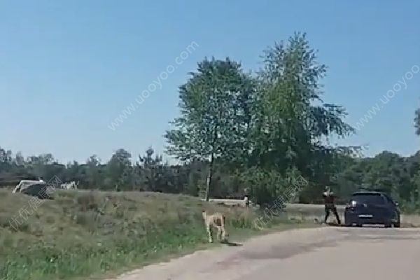 懷抱嬰兒在野生動物園下車，被獵豹圍攻險送命(1)