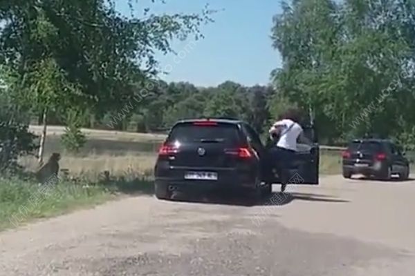 懷抱嬰兒在野生動物園下車，被獵豹圍攻險送命(4)