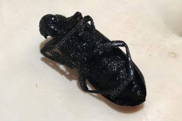 父女喝自制藥酒手腳麻木差點(diǎn)丟命，烏頭堿2毫克致命！(2)