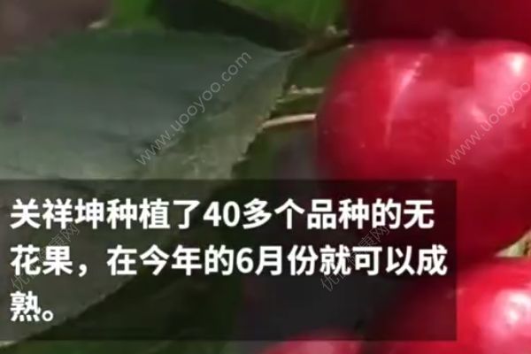 妻子懷孕想吃新鮮水果，丈夫花120萬建大棚種無花果(2)