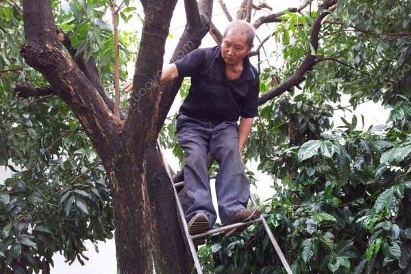 老人景區(qū)爬樹摘楊梅墜亡，家屬稱樹太好爬索賠60萬(1)