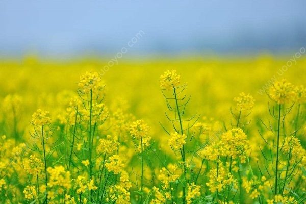 油菜花什么時候開？油菜花可以吃嗎？(1)