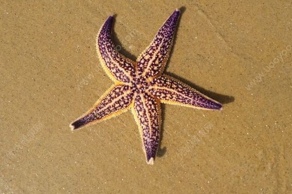 英國(guó)海灘現(xiàn)死海星，數(shù)量驚人如同迎來(lái)“世界末日”(3)