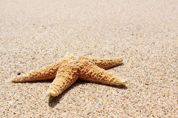 英國(guó)海灘現(xiàn)死海星，數(shù)量驚人如同迎來(lái)“世界末日”(4)