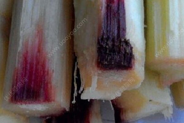 清明前后千萬(wàn)別吃甘蔗，比毒蛇還毒可致終身殘疾(2)