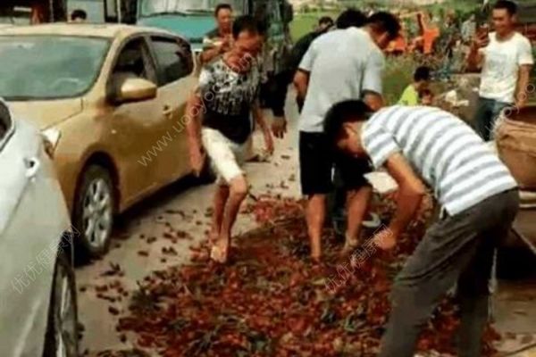 廣西荔枝因產(chǎn)量太多滯銷，5毛1斤沒人要果農(nóng)當場踩爛(2)