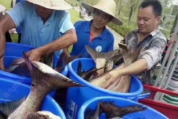 重慶一高校打撈萬斤魚，將做剁椒魚頭等給師生吃(2)