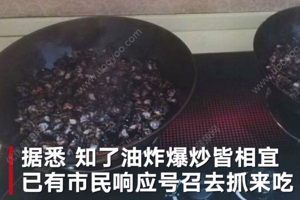 吃貨福音！杭州號召：“知了太多，請愛吃的人幫忙抓一下”(3)