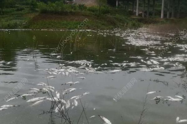 魚塘8萬斤魚全死光：檢出石油類污染物，超標572倍(2)