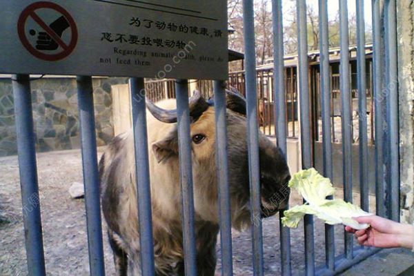 游客掛面喂猴成災(zāi)，危及猴子生命(3)