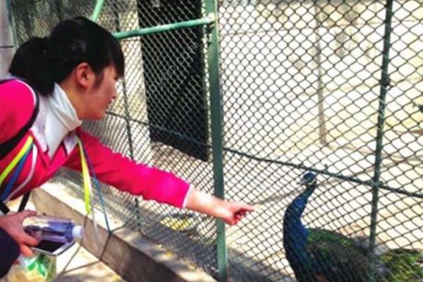 游客掛面喂猴成災(zāi)，危及猴子生命(4)