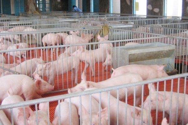 沈陽發(fā)生疑似非洲豬瘟疫情，疫區(qū)已被封鎖(4)
