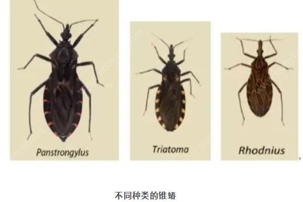 廣州8元1只懸賞這種小蟲，被咬會得“新型艾滋病”(2)
