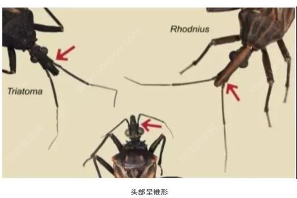 廣州8元1只懸賞這種小蟲，被咬會得“新型艾滋病”(3)