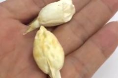市民煮魚掉出稀罕物有人開價(jià)百萬(wàn)，魚寶很值錢嗎？[多圖]