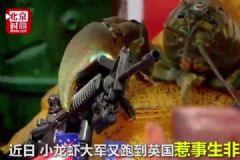 10萬(wàn)小龍蝦圍攻英國(guó)水壩，政府斥巨資展開防御[多圖]