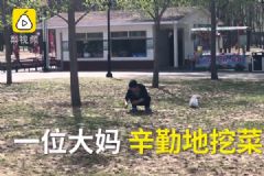 買(mǎi)公園月票只為挖野菜，吃野菜要注意些什么？[多圖]