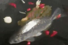 千萬(wàn)不要讓女朋友學(xué)做飯！廚房慘案照流出，笑到崩潰！[多圖]