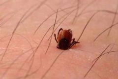 一家四人感染新型布尼亞病毒兩人去世，或因蜱蟲叮[多圖]