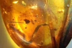 科學家首次在琥珀中發(fā)現蛇，琥珀的功效與作用[多圖]