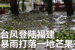 “瑪莉亞”來(lái)襲，“摘”落一地芒果，臺(tái)風(fēng)防御措施[多圖]