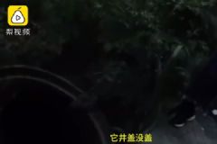 6歲小哥哥為妹妹采花墜井，救援中淡定描述自己狀況[多圖]