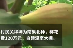 妻子懷孕想吃新鮮水果，丈夫花120萬建大棚種無花果[多圖]