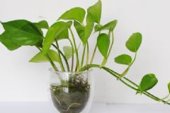 吸甲醛的植物有哪些？甲醛有什么檢測(cè)方法？[圖]