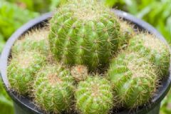 什么植物防輻射最好？防輻射植物有哪些呢？[圖]