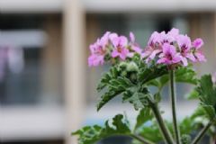 哪些植物能夠驅(qū)蚊？房間蚊子多擺什么植物好？[圖]