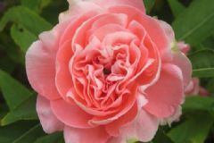 鳳仙花有什么作用？鳳仙花的妙用[圖]