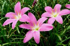 什么植物可以預(yù)報(bào)天氣？預(yù)報(bào)天氣的植物有哪些？[圖]