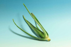 用蘆薈美容護(hù)膚的誤區(qū)有哪些？蘆薈美膚有什么誤區(qū)？[圖]
