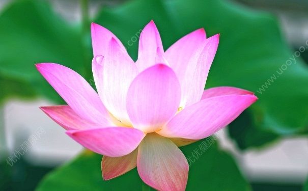 夏天開的花有哪些？什么花在夏天開放？(2)