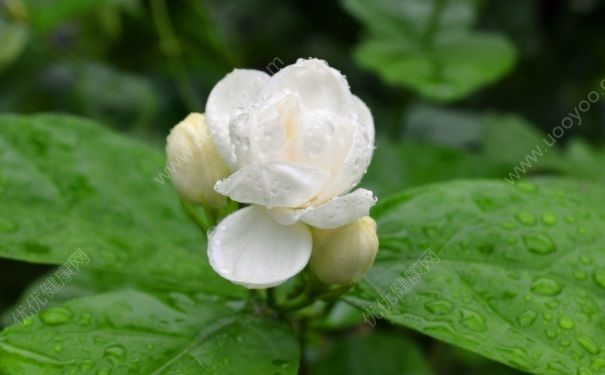 夏天開的花有哪些？什么花在夏天開放？(4)