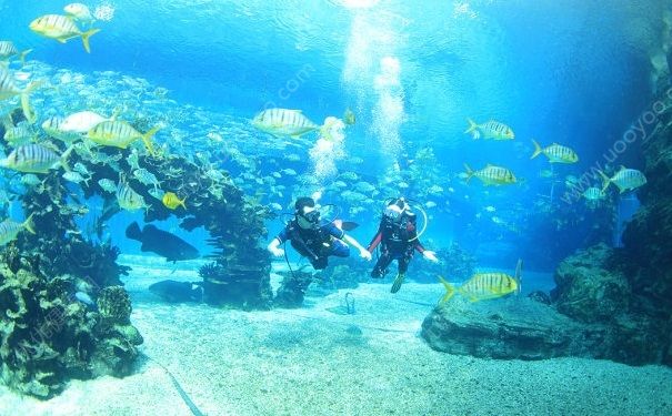 潛水能帶耳塞嗎？潛水可以帶耳塞嗎？(4)