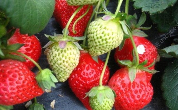 摘草莓是什么季節(jié)？什么時(shí)候摘草莓最好？(1)