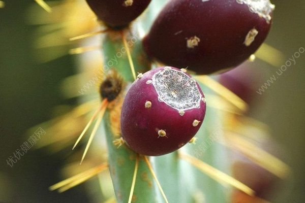 你吃過仙人掌的果實嗎？仙人掌果有哪些藥用價值？(2)
