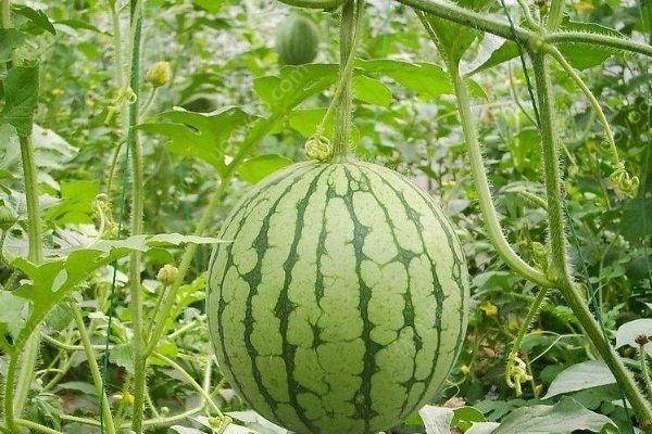 西瓜藤你吃過嗎？西瓜藤的功效作用有哪些？(1)