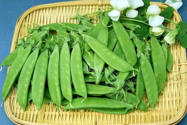 荷蘭豆有沒有毒？吃荷蘭豆要注意些什么？(1)