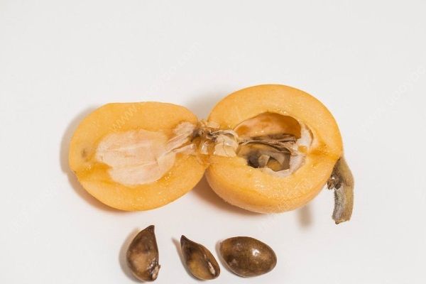 枇杷的核可以吃嗎？吃枇杷果核有哪些好處？(1)
